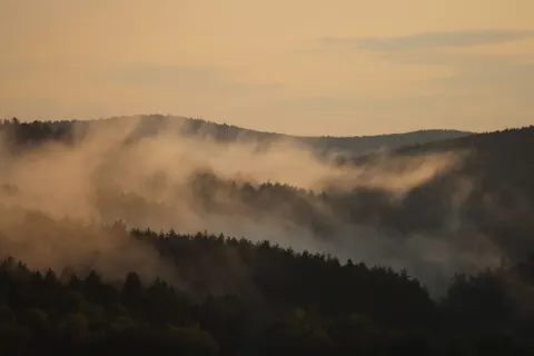 Foggy Forest 4K Wallpaper · nature · 3840×2560