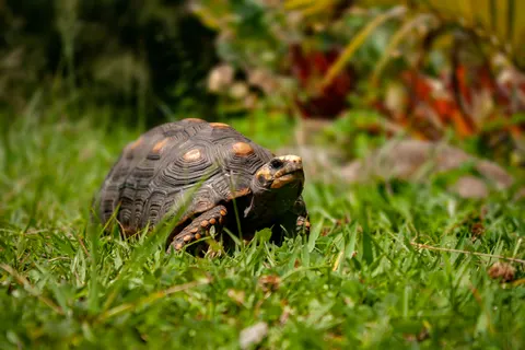 Sea Turtle 4K Wallpaper · ocean · 3840×2560