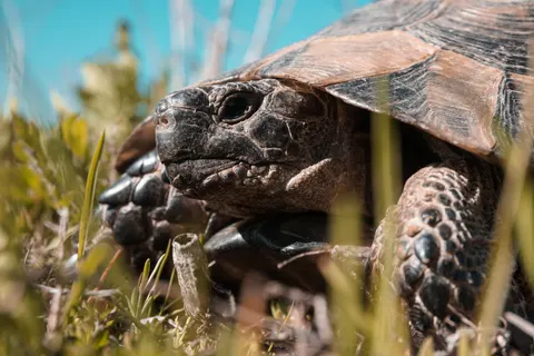 Sea Turtle 4K Wallpaper · ocean · 3840×2560