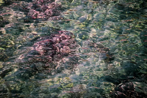 Hình nền Rùa biển 4K · ocean · 3840×2560