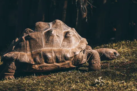 Sea Turtle 4K Wallpaper · ocean · 3840×2560