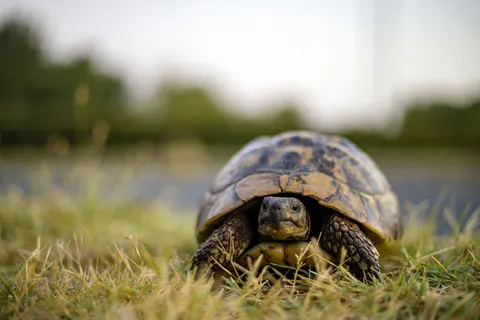 Sea Turtle 4K Wallpaper · ocean · 3840×2560
