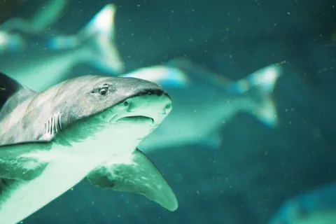 Whale 4K Wallpaper · ocean · 3840×2560