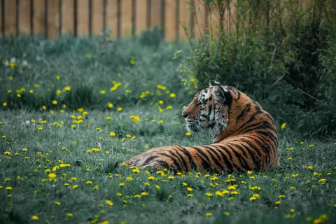 Tiger 4K Wallpaper · animals · 3840×2563