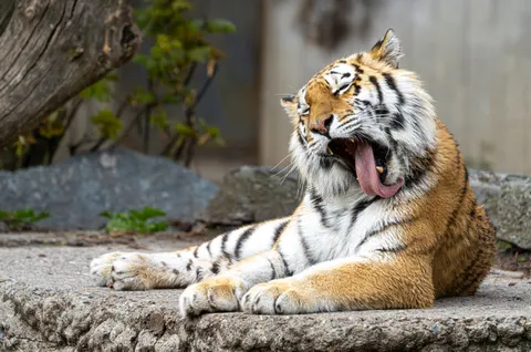 Tiger 4K Wallpaper · animals · 3840×2543