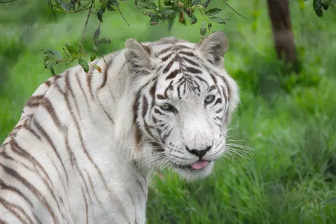 Tiger 4K Wallpaper · animals · 3840×2561