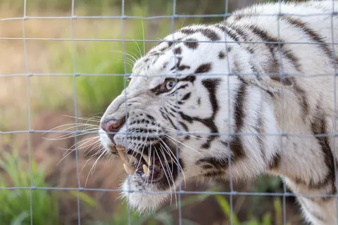Tiger 4K Wallpaper · animals · 3840×2561