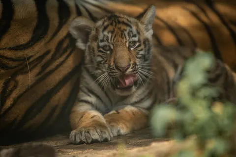 Tiger 4K Wallpaper · animals · 3840×2560