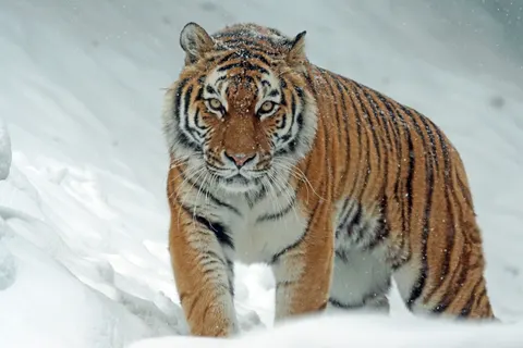 Tiger 4K Wallpaper · animals · 3840×2560