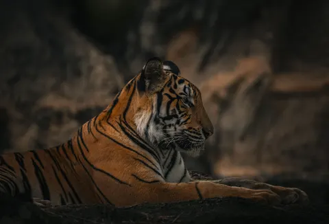 Tiger 4K Wallpaper · animals · 3840×2604