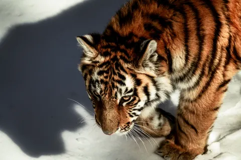 Tiger 4K Wallpaper · animals · 3840×2560