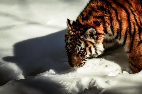 Tiger 4K Wallpaper · animals · 3840×2560