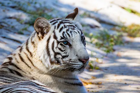 Tiger 4K Wallpaper · animals · 3840×2560