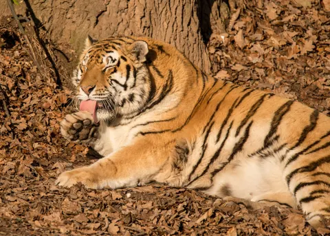 Tiger 4K Wallpaper · animals · 3840×2752