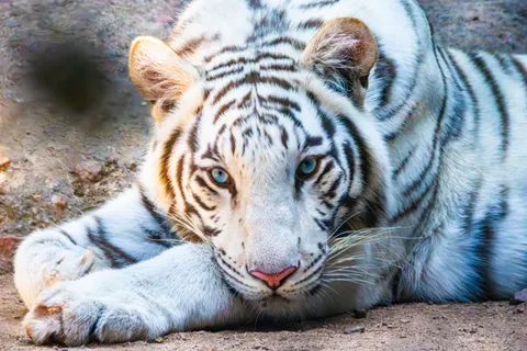 Tiger 4K Wallpaper · animals · 3840×2560