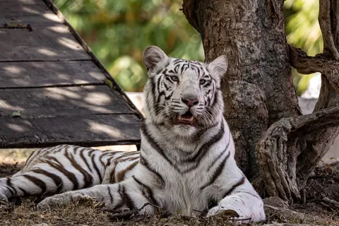 Tiger 4K Wallpaper · animals · 3840×2560