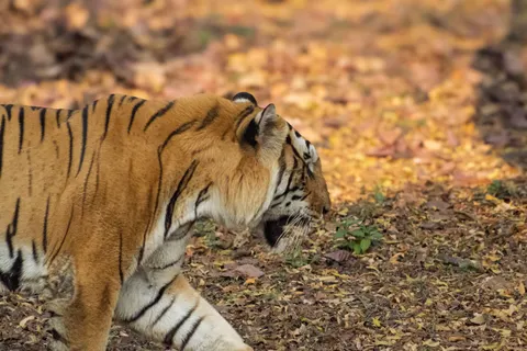 Tiger 4K Wallpaper · animals · 3840×2560