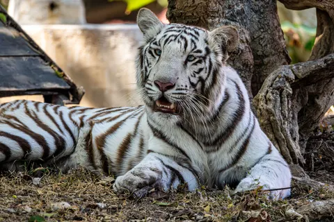 Tiger 4K Wallpaper · animals · 3840×2560