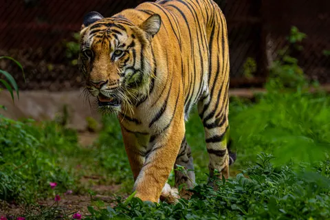 Tiger 4K Wallpaper · animals · 3840×2560