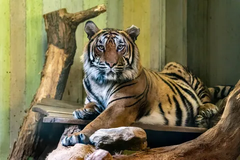 والپیپر ببر با کیفیت 4K · animals · 3840×2560