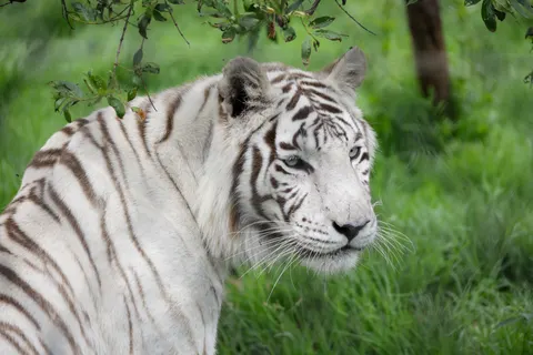 Tiger 4K Wallpaper · animals · 3840×2561