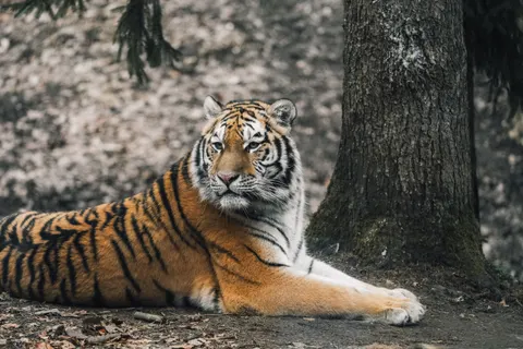 Tiger 4K Wallpaper · animals · 3840×2560