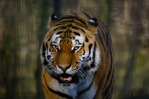 Tiger 4K Wallpaper · animals · 3840×2560