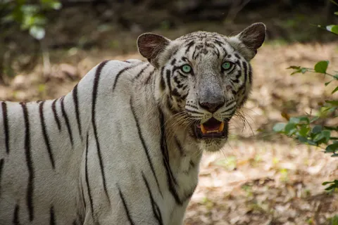 Tiger 4K Wallpaper · animals · 3840×2560
