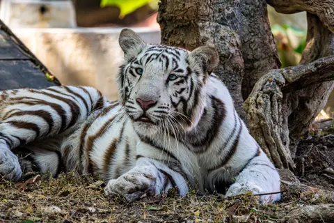 Tiger 4K Wallpaper · animals · 3840×2560