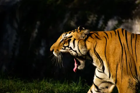 Tiger 4K Wallpaper · animals · 3840×2560