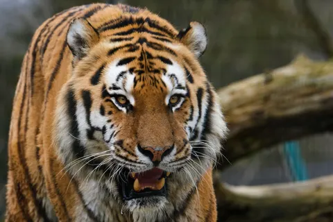 Tiger 4K Wallpaper · animals · 3840×2560