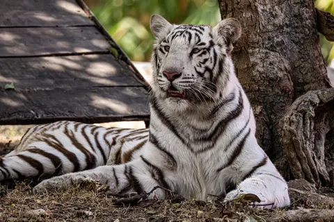 Tiger 4K Wallpaper · animals · 3840×2560