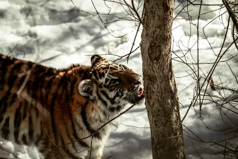 Tiger 4K Wallpaper · animals · 3840×2560