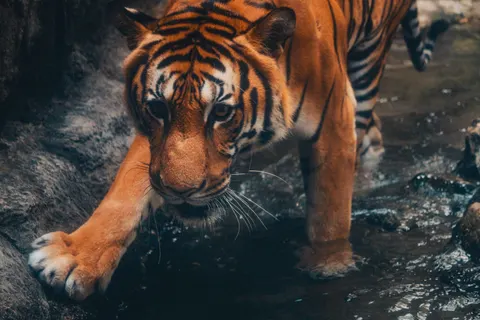 Tiger 4K Wallpaper · animals · 3840×2560