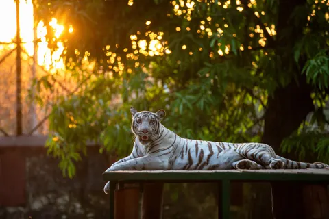 Tiger 4K Wallpaper · animals · 3840×2560