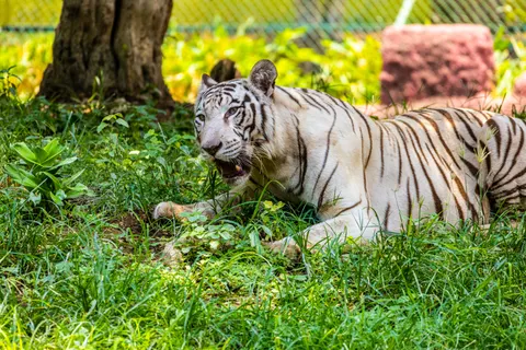 Tiger 4K Wallpaper · animals · 3840×2560