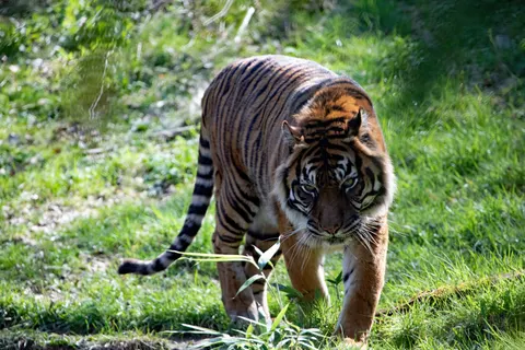 Tiger 4K Wallpaper · animals · 3840×2560