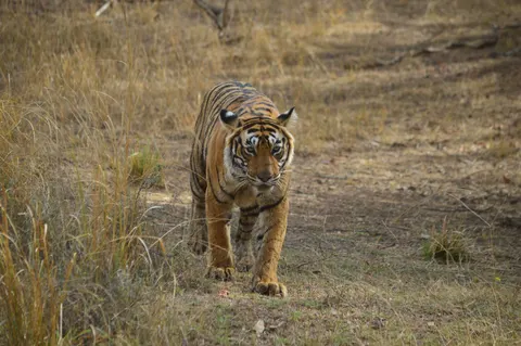 Tiger 4K Wallpaper · animals · 3840×2553