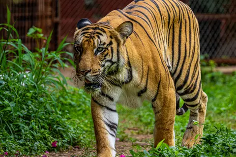 Tiger 4K Wallpaper · animals · 3840×2560