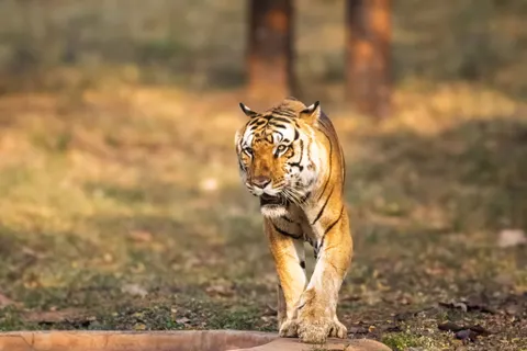 Tiger 4K Wallpaper · animals · 3840×2560