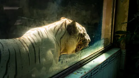 Fond d'écran Tigre 4K · animals · 3840×2160