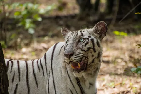 Tiger 4K Wallpaper · animals · 3840×2560