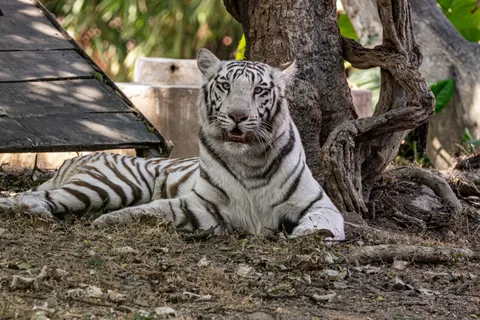 Tiger 4K Wallpaper · animals · 3840×2560