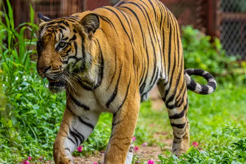 Tiger 4K Wallpaper · animals · 3840×2560