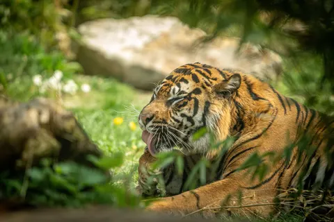 Tiger 4K Wallpaper · animals · 3840×2560