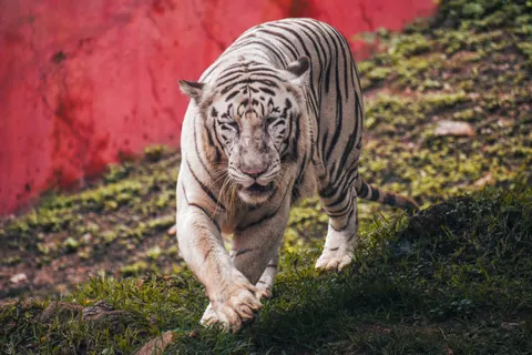 Tiger 4K Wallpaper · animals · 3840×2560