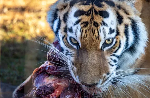 Tiger 4K Wallpaper · animals · 3840×2521