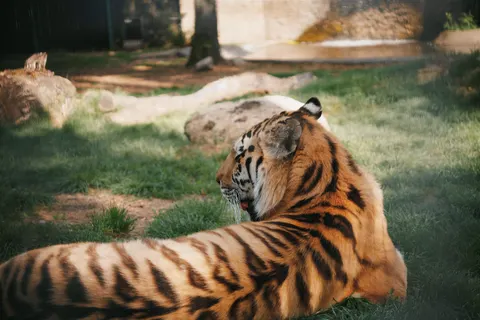 Tiger 4K Wallpaper · animals · 3840×2560