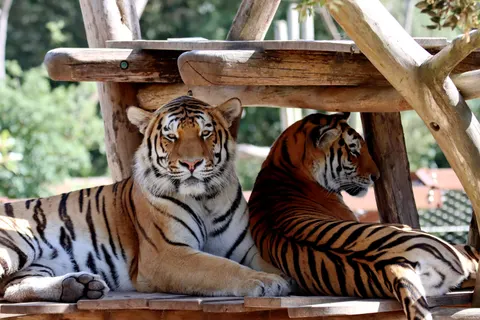 Tiger 4K Wallpaper · animals · 3840×2560