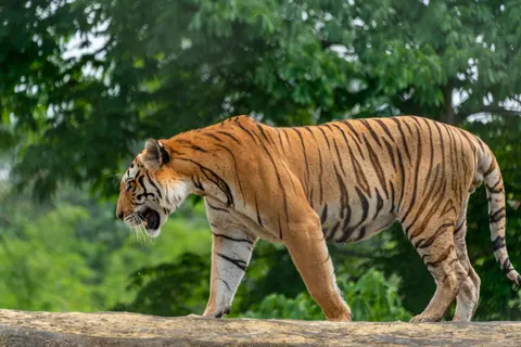 Tiger 4K Wallpaper · animals · 3840×2563